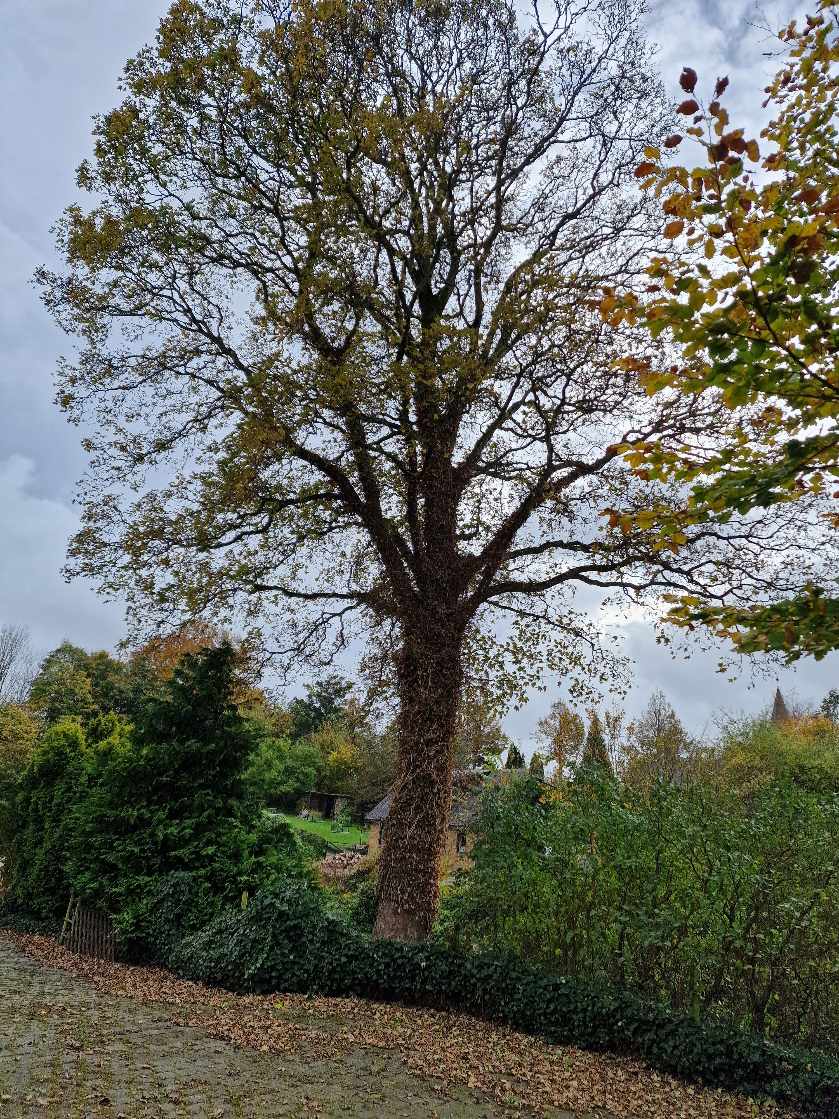 Fældning af Ahorn Træ ca. 10 meter