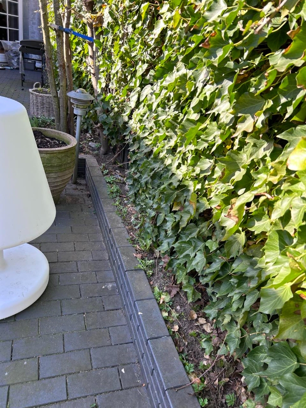 Fjernelse af efeu og beskæring