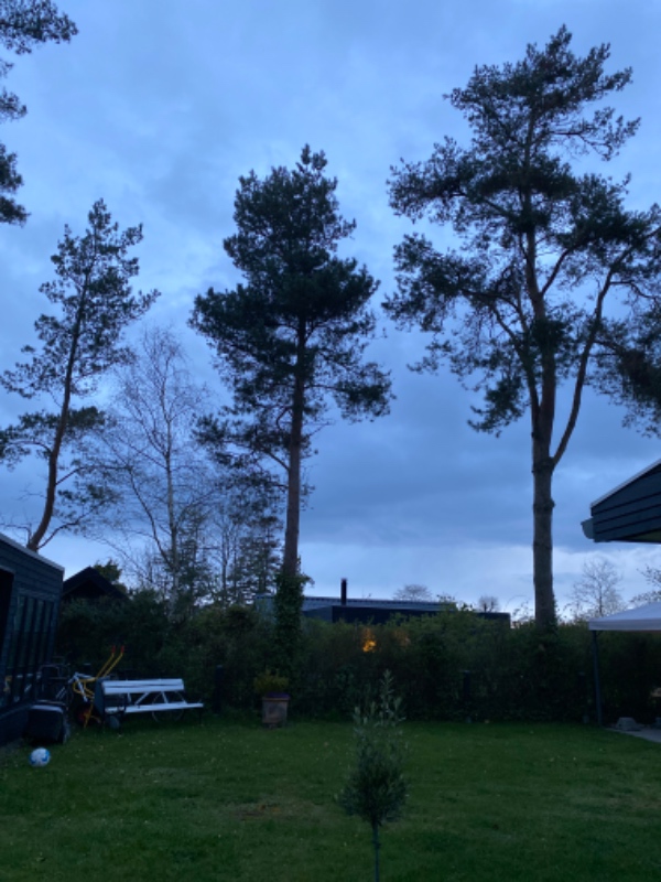 Fældning af tre fyrtræer højde ca. 8-10 m. Ca 30 cm. I omkreds.