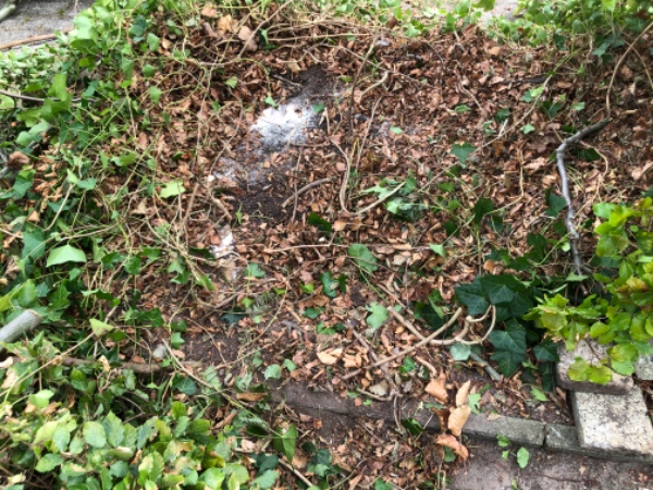 Fræsning af stub i indkørsel ( bøgehækplanter)