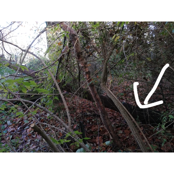 Fældning af syv træer