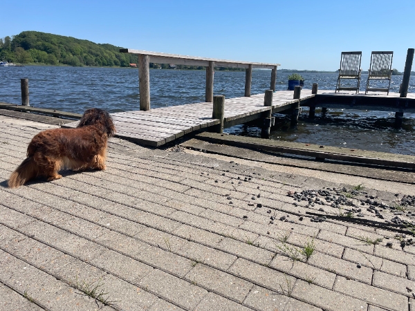 ukrudt af flisegang og fliseterrase samt klip af kant i græsplæne