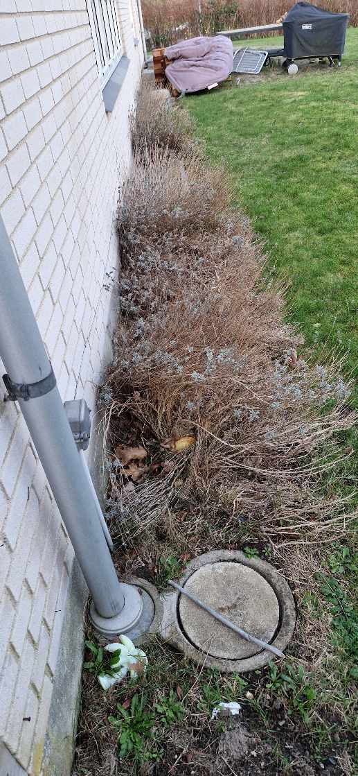 Opgravet lavendel planter og lagt en flisekant.
