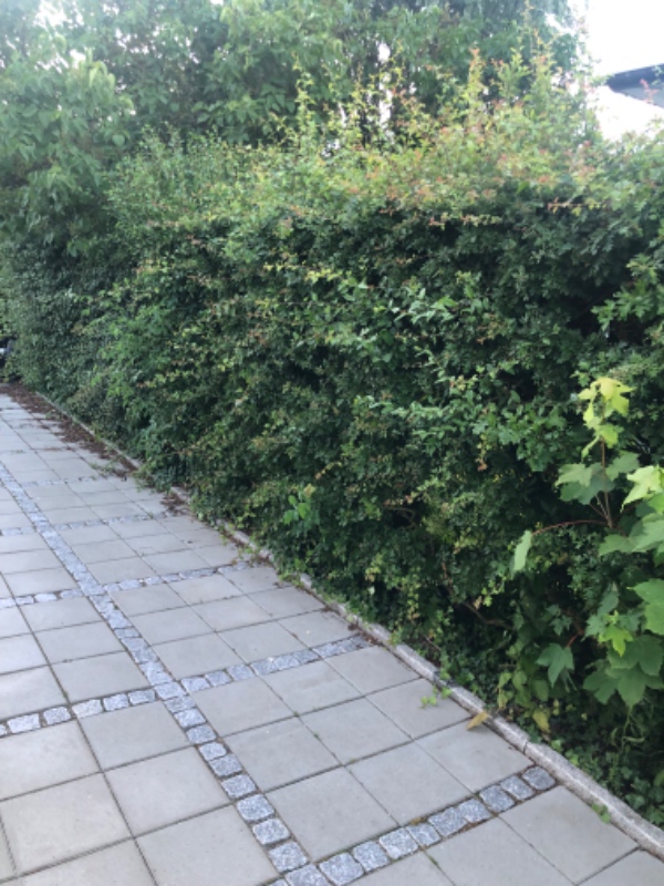 Hækklipning og bortskaffelse