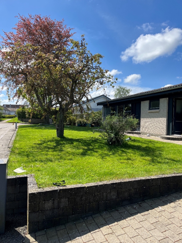 Plantning af ligusterhæk