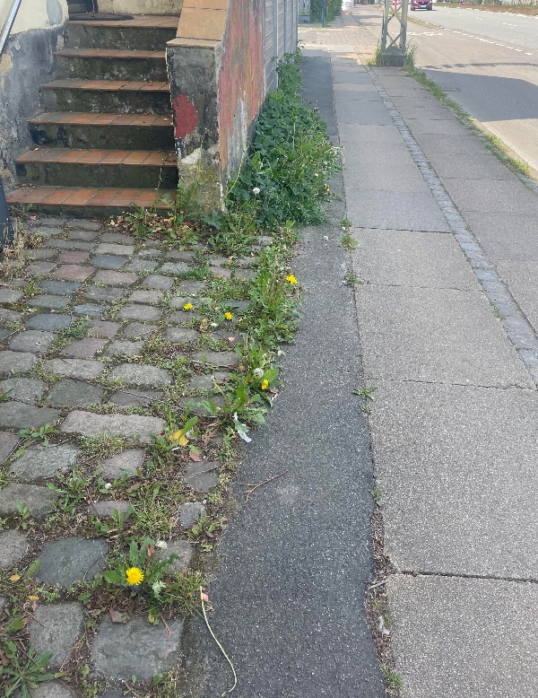 Ukrudsfjernelse foran huset (mælkebøtte, græs oh lign.)