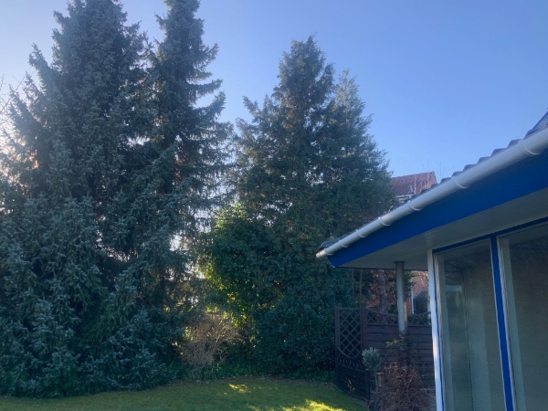 Fældet og beskåret træer