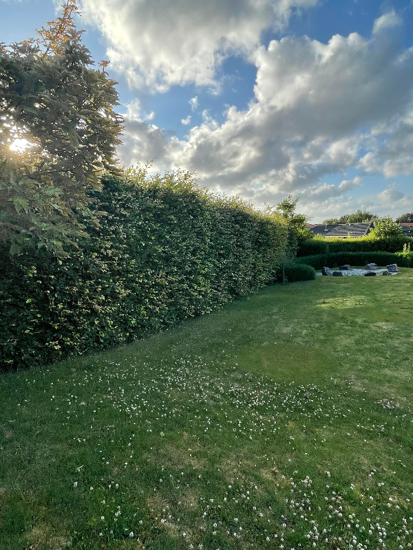 Hækkeklip + Ukrudtfjernselse