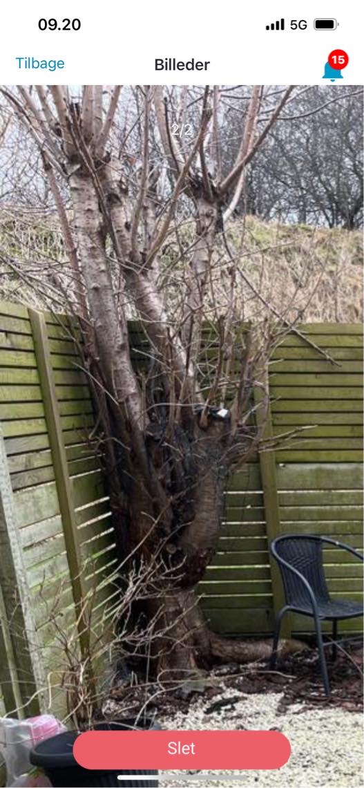 Træfældning inklusive opgravning af rødder og bortskaffelse