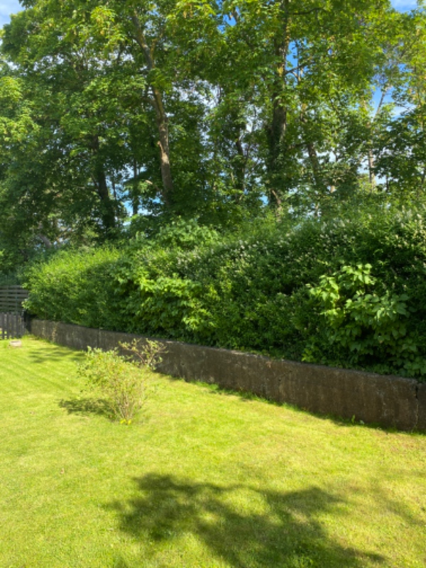 Hækklipning og beskæring af træ