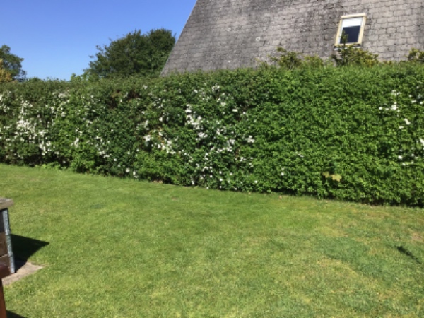 Hækklipning og buskbom-trimning