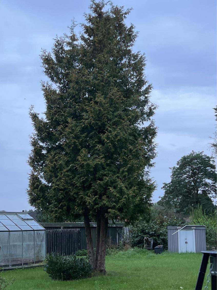 Fælde træ + oprydning