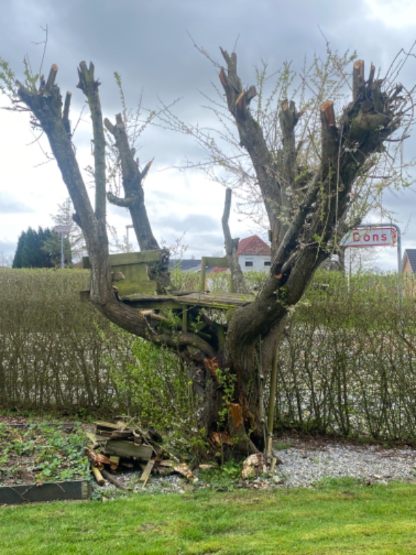 Træfældning og beskæring