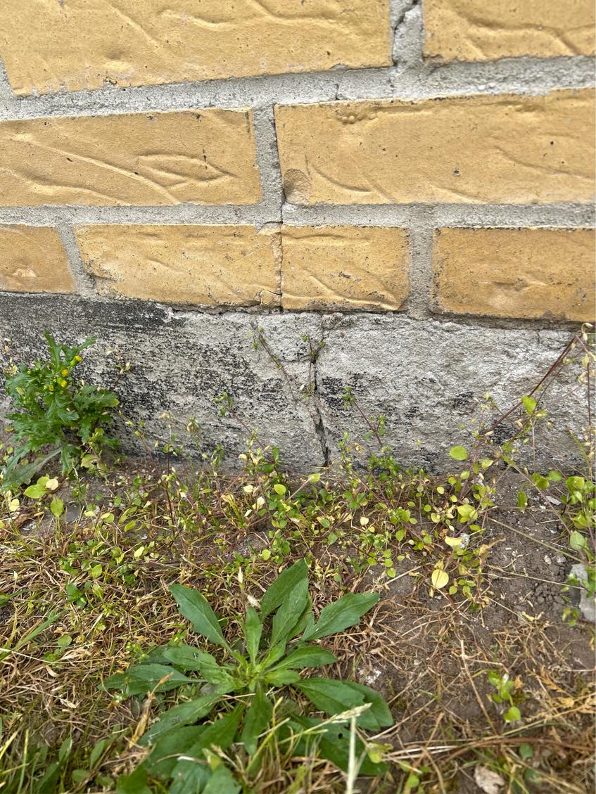 Murer-arbejde: Løs mursten og enkelte skader på sokkel og trappe skal udbedres