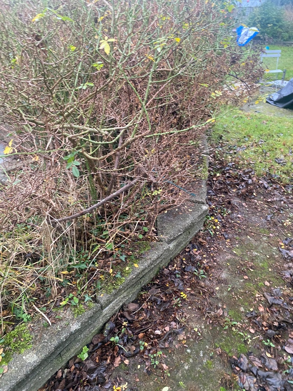 Fjernelse af tornebusk