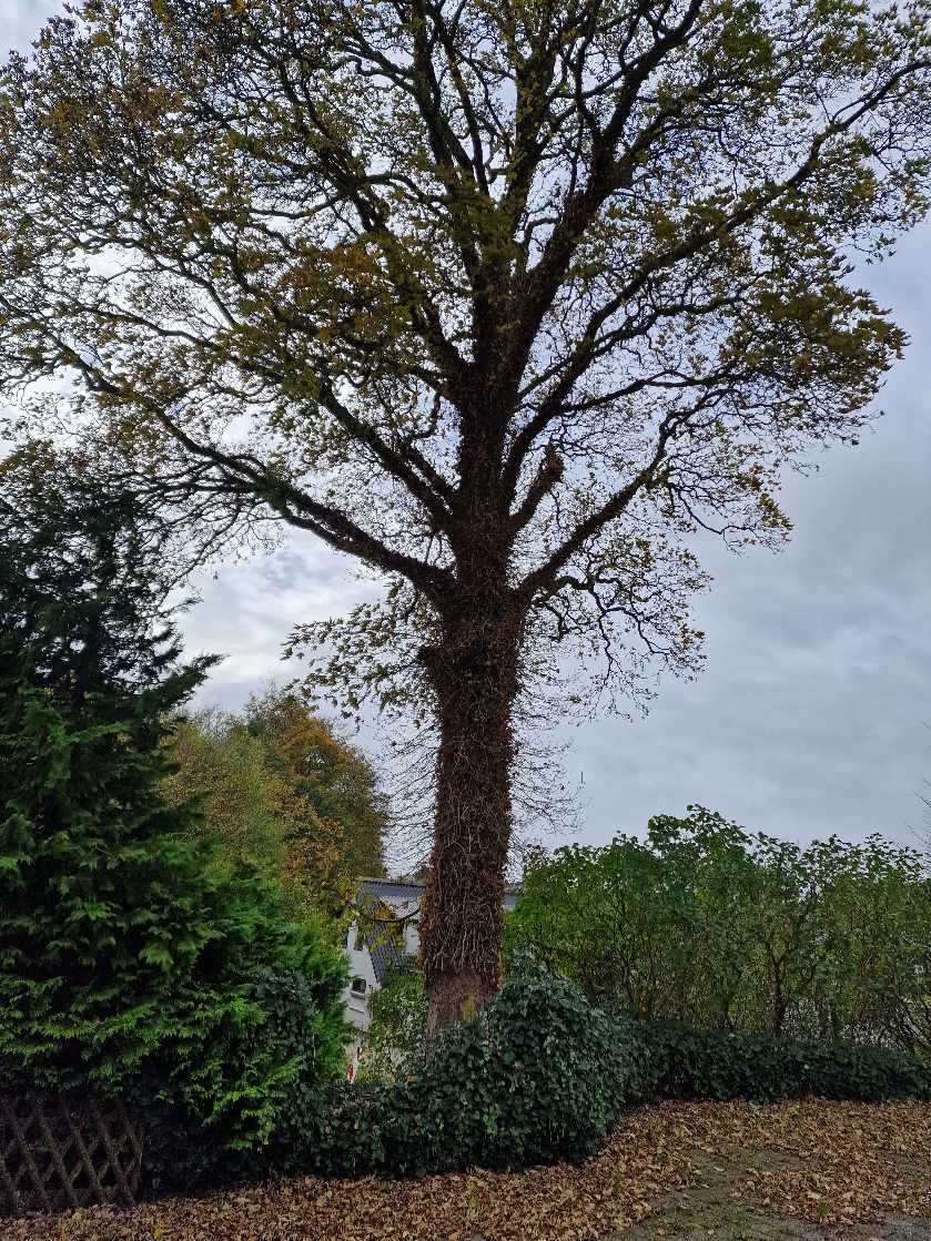 Fældning af Ahorn Træ ca. 10 meter