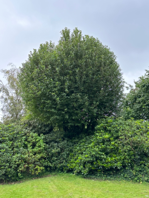 Træfældning af større hæg samt fældning af lille blommetræ og fjernelse af to stuppe fra tidligere f