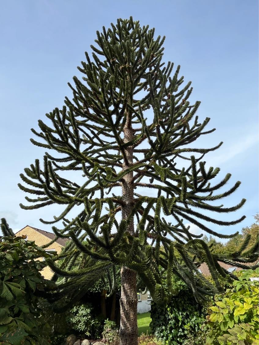 Vinterklargøring af have