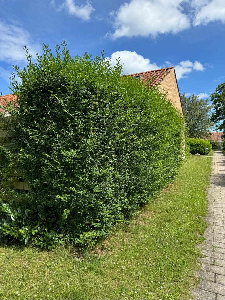 Klipning af hæk samt bortkørsel