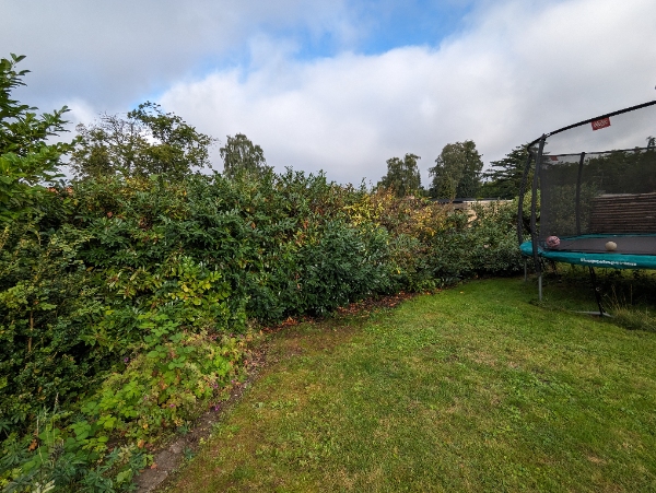 Udlugning og pleje af 20 m lauerbærhæk, evt planting af 4-5 nye hækplanter. Grovlugning af bede.
