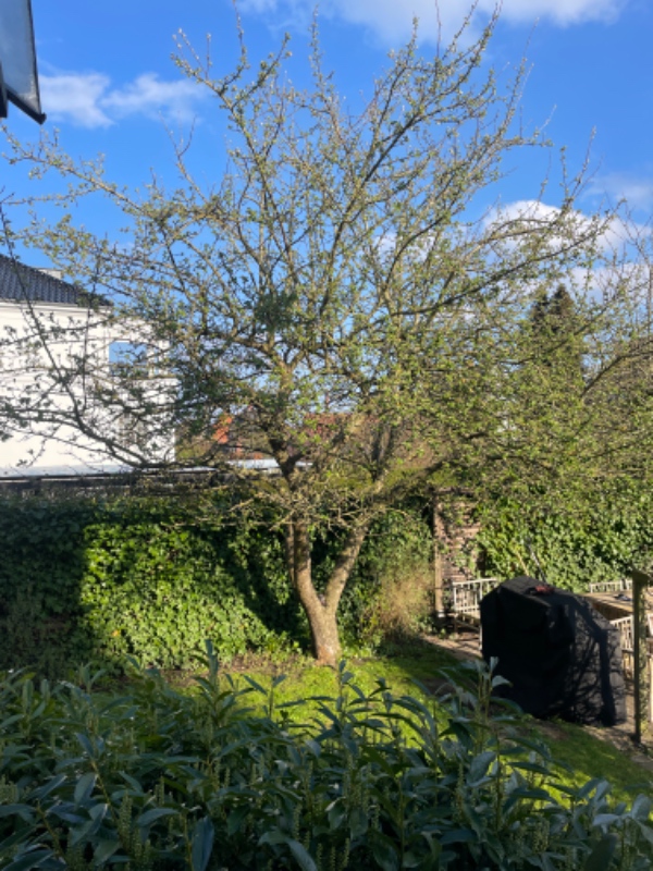 Beskæring af træer