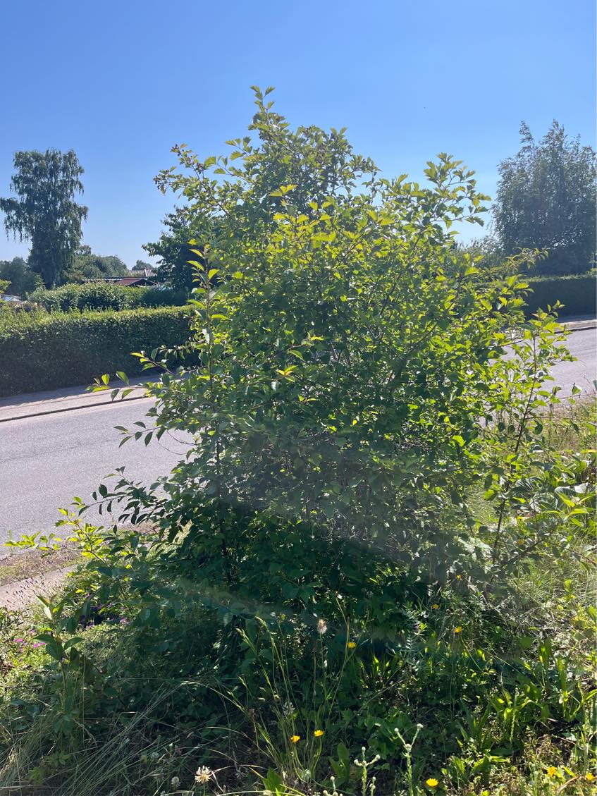 Fjerne træer i forhave