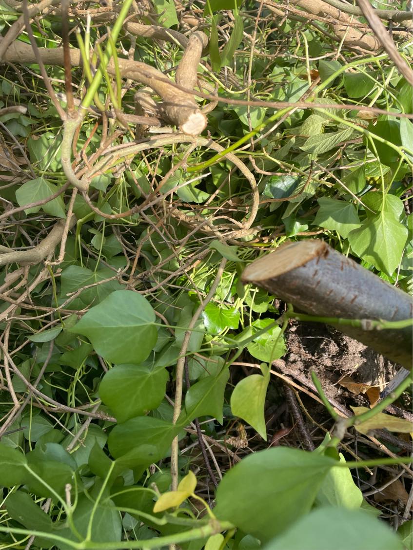 Haveaffald til genbrugspladsen