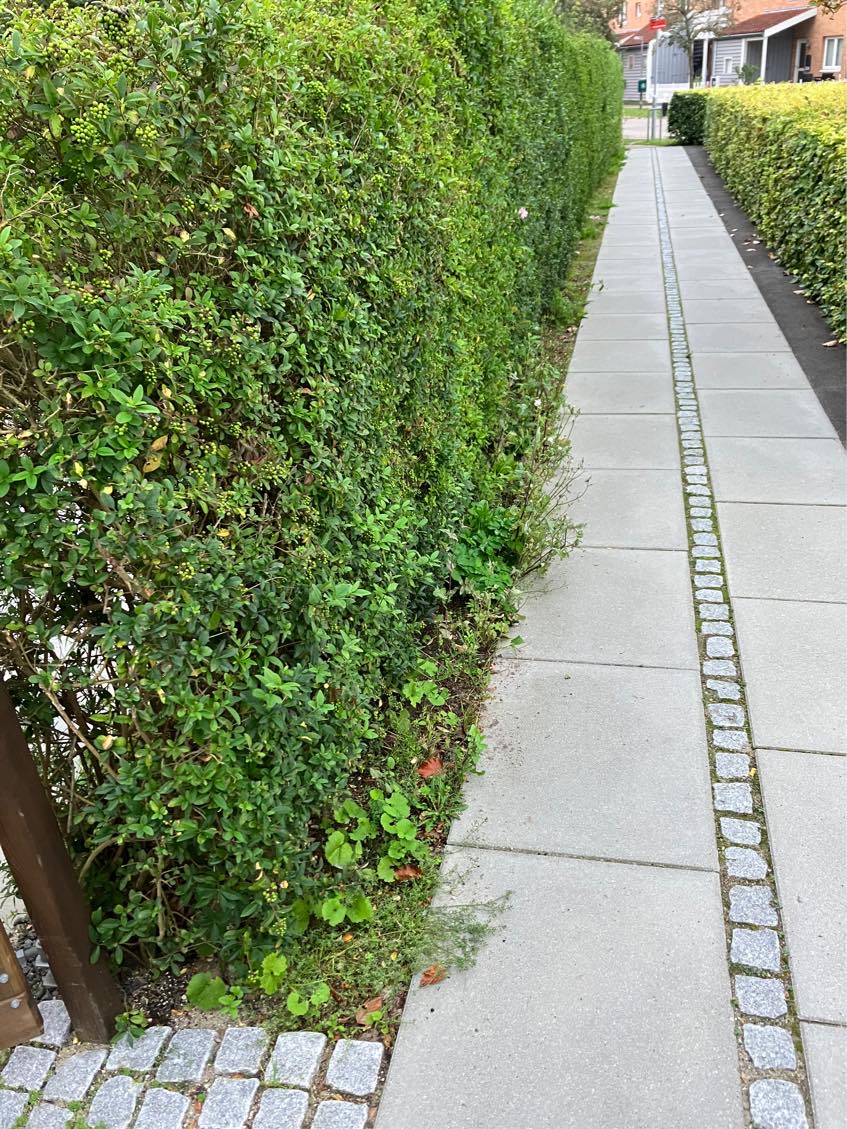 Fjerne ukrudt i hæk og indkørsel