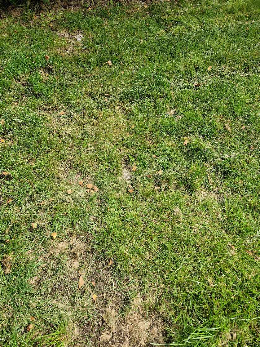 Have fræset nogle træ rødder, planet jorden hvor de har været.