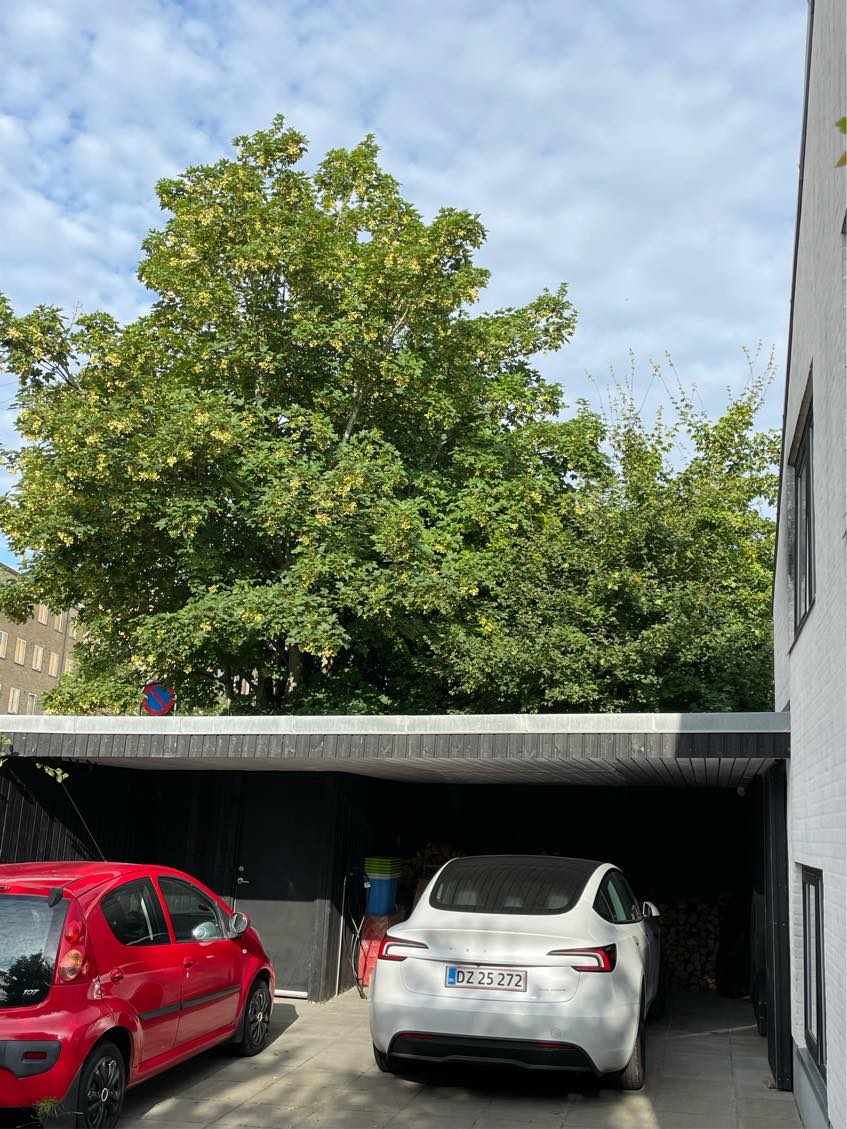 Beskæring af høj hæk og andet