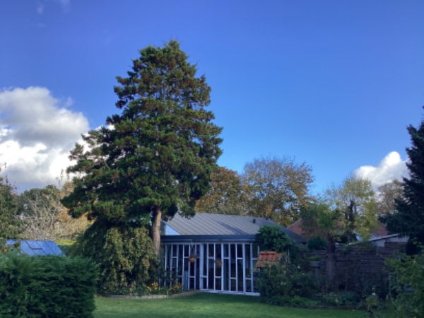 Beskæring af tuja og tax