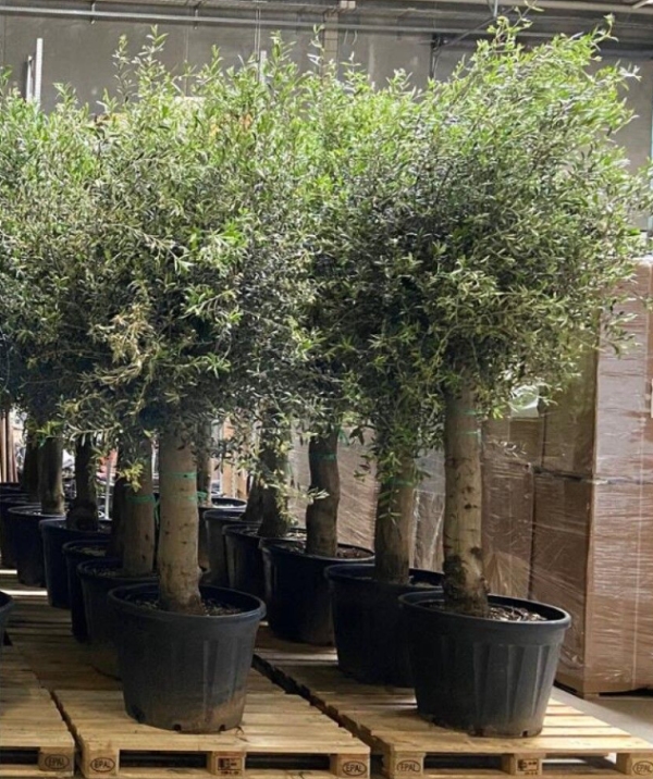 Flytning af træ/plante