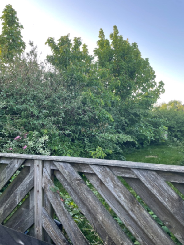 Hækklipning og affaldsfjerning