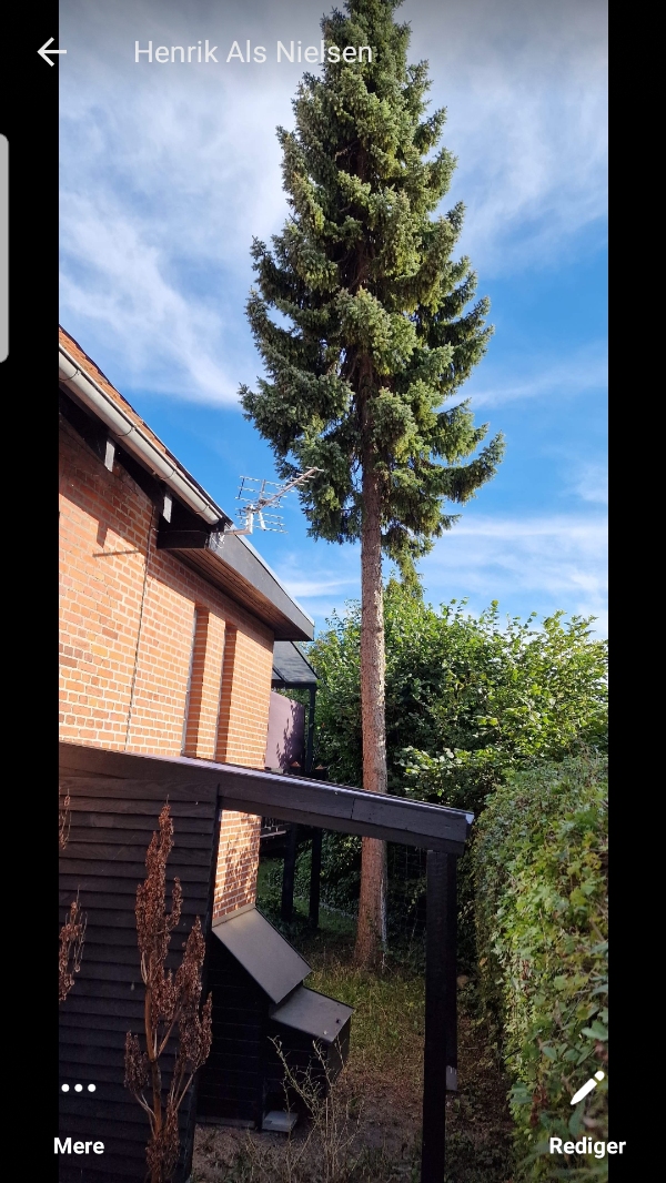 Fældet træ tæt på eget og nabohus