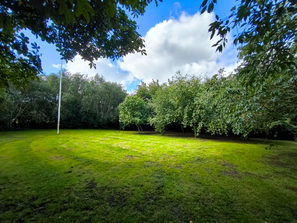 Beskæring af læhegn og træer