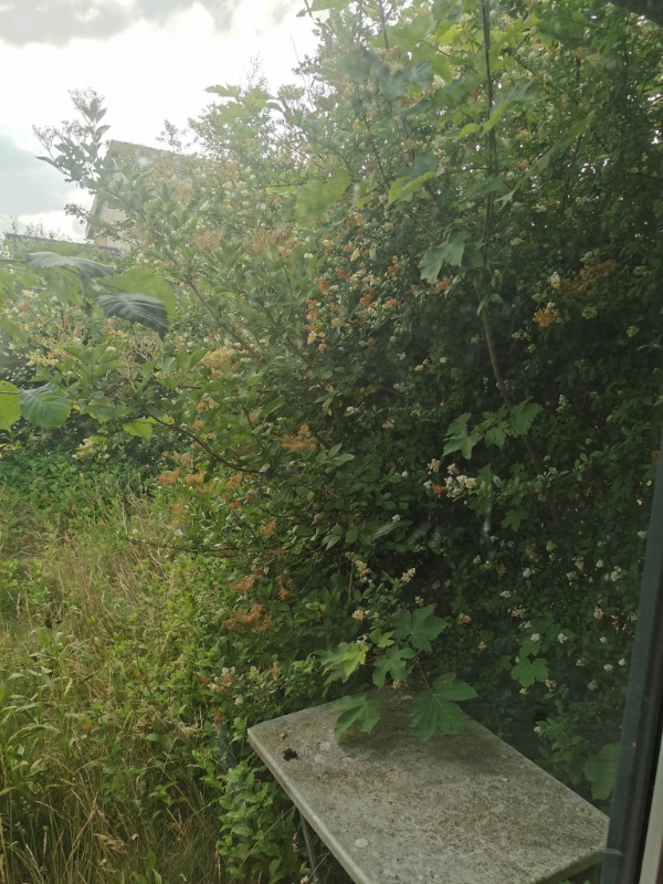 et frimærke af en lille have trænger virkelig