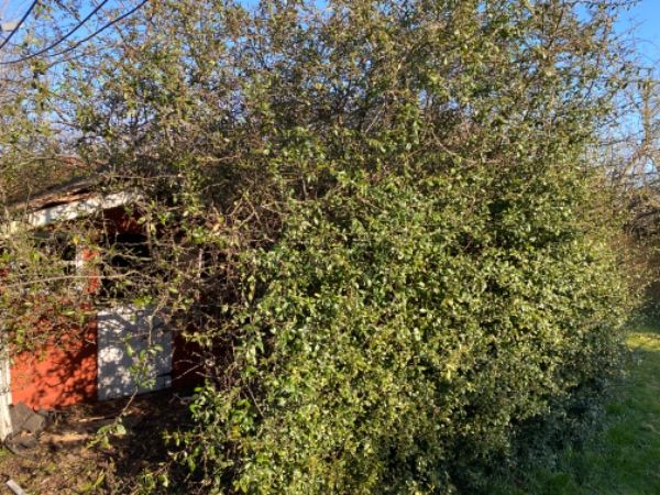 Nedklipning af busk og fjernelse af gyngestativ