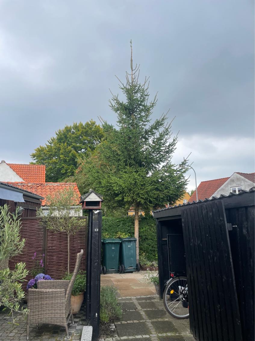 Fældning af træ og bortkørsel