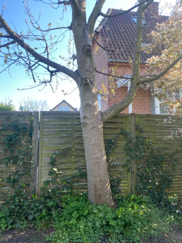 Træfældning med brænde