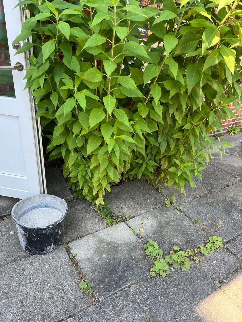 Fjernelse af ukrudt og buske