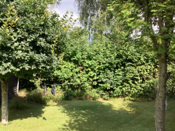 Beskæring af hæk og buske