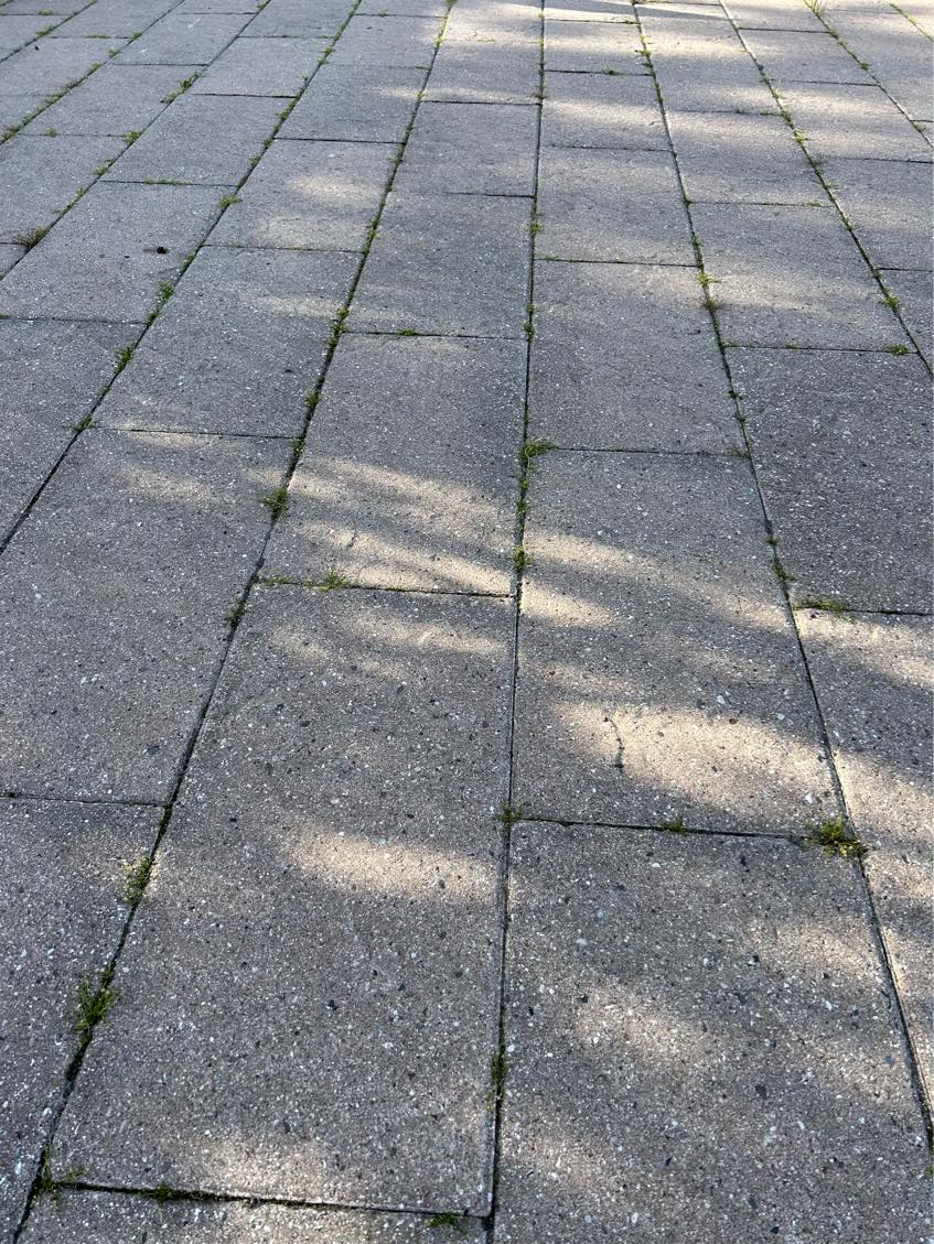 Ukrut i haven i mellem fliser og langs husmur