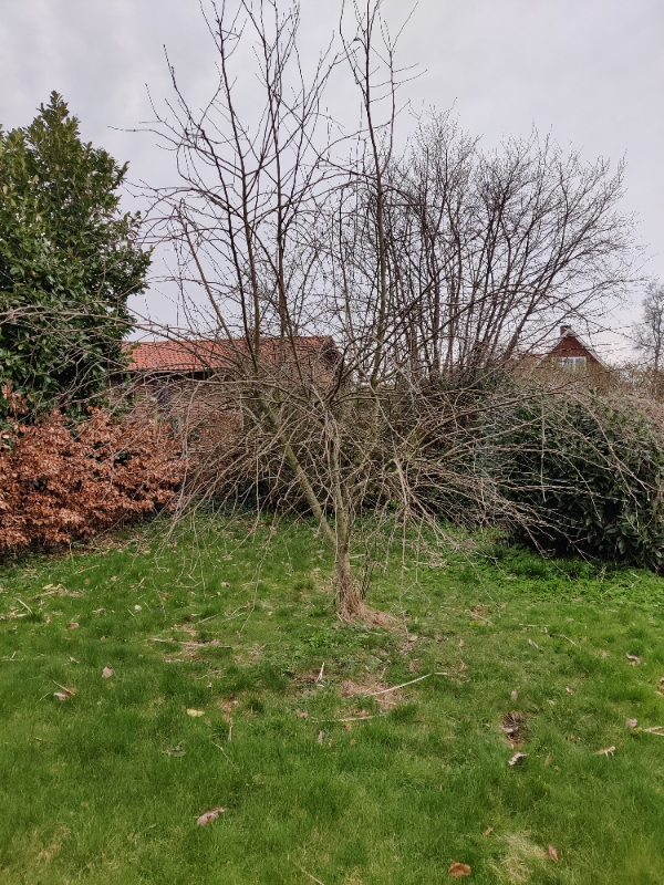 Beskåret tre frugttræer