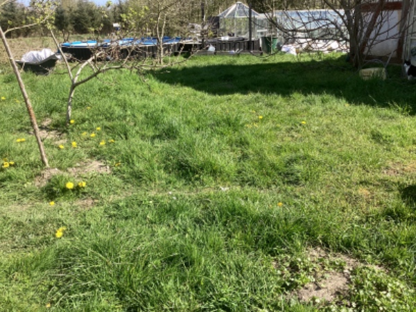 Hej vi har ca 400 m2 der er meget ujævn ( mange knoldet og buler) dels pga muldvarp skal udjævnes