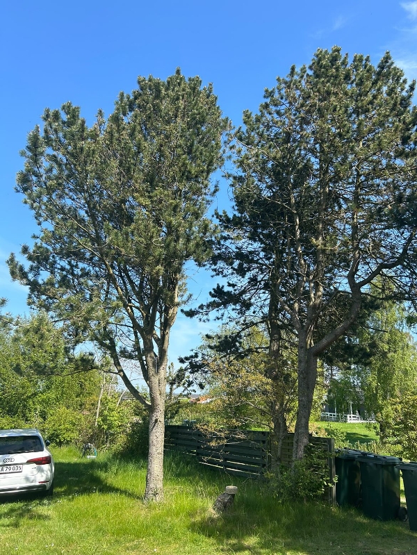 Træfældning af to træer inklusiv bortskaffelse