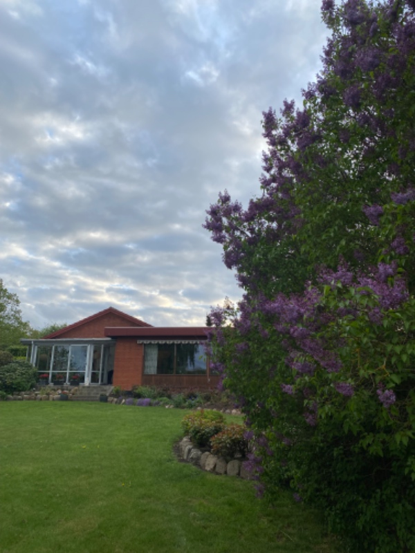 Klipning af buske og hæk