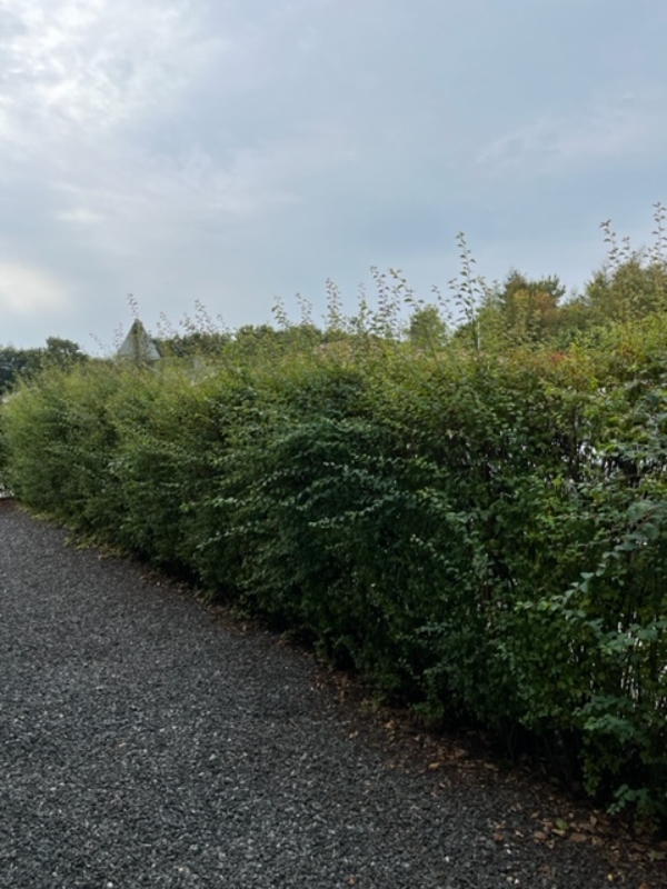 TRIMNING AF DET LEVENDE HEGN