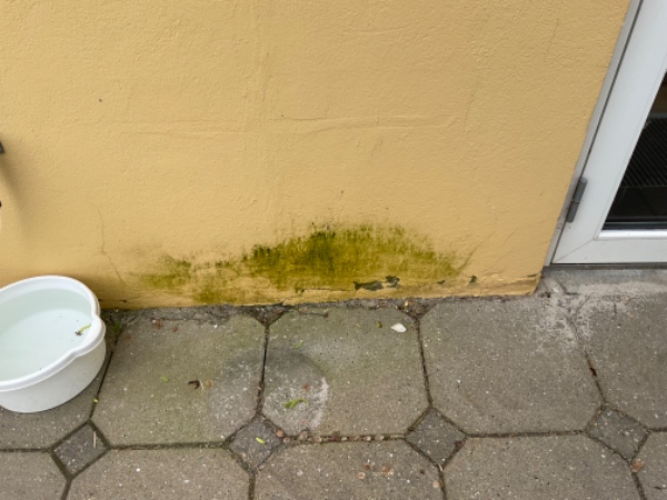 Reparation af sydmur