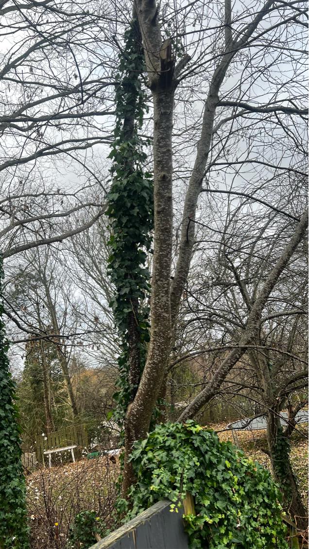 Træfældning og fjernelse