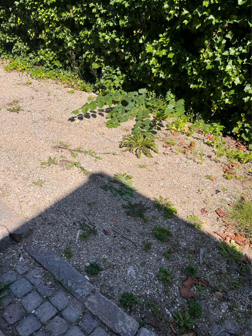 Fjerne grus fra indkørsel